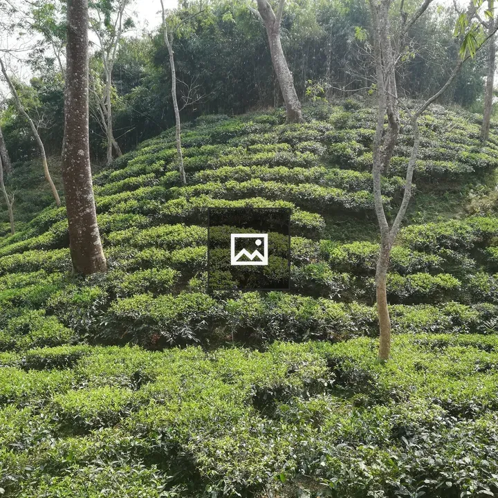 Terraced Sreemangal Tea Garden