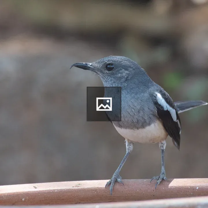 Oriental Magpie Robin