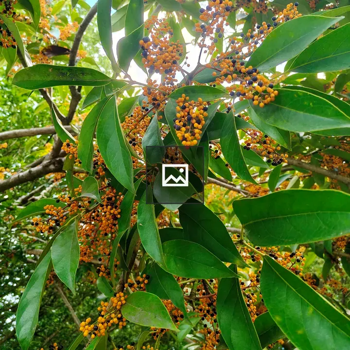 Close-up of tree branch with leaves and fruits