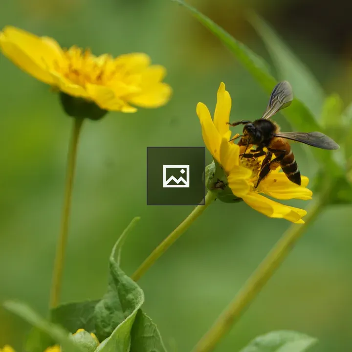 Bee on yellow flower