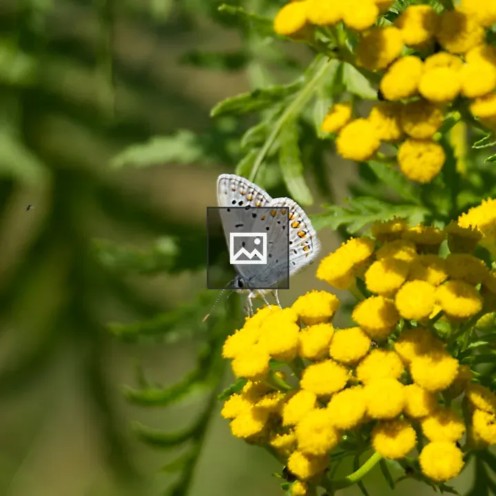 Blue butterfly on tansy flowers