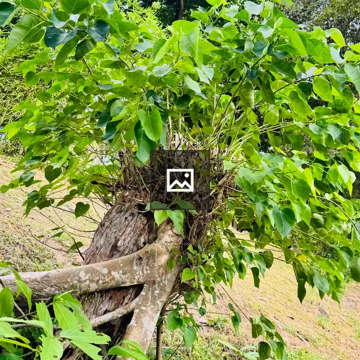 Young plant on tree stump