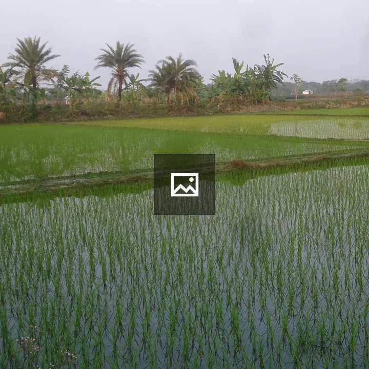Green Paddy in Water