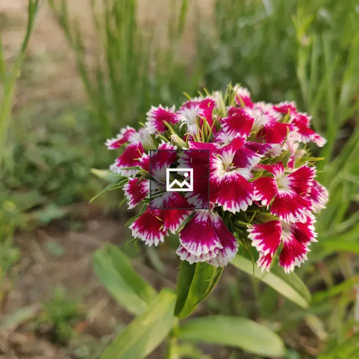 Red and White Flower