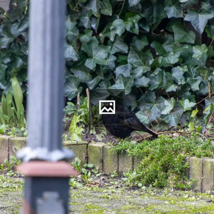 Blackbird among ivy and brick edging