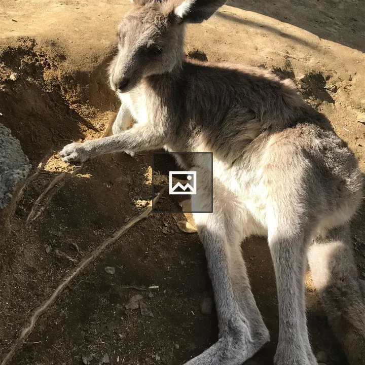 Young kangaroo resting