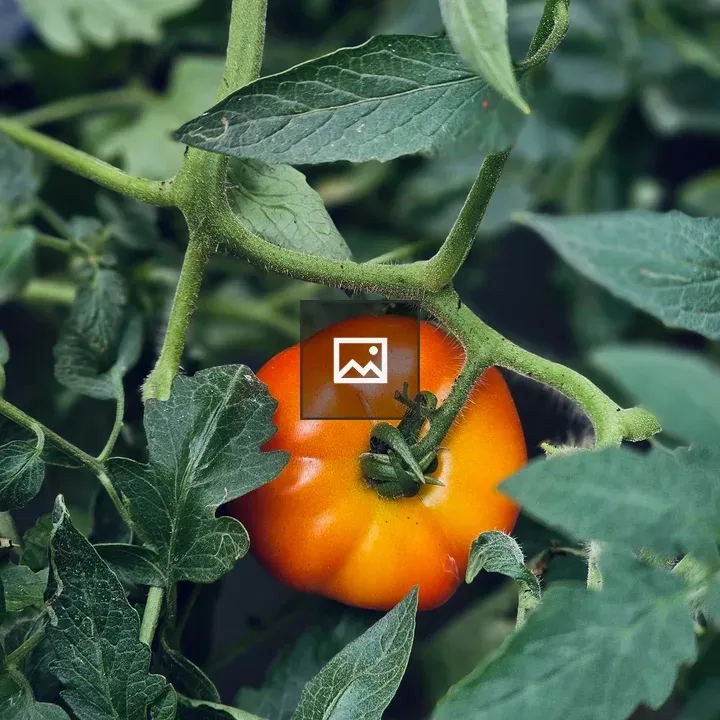 Tomato on the Plant