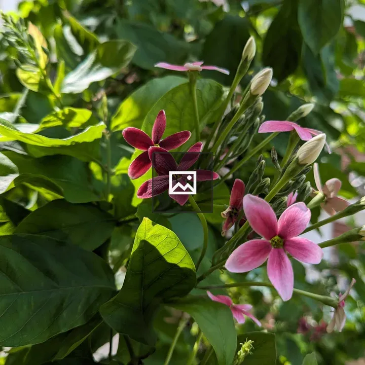 Flower and leaf