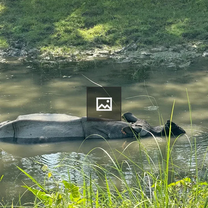 Rhinoceros in Muddy Waterhole