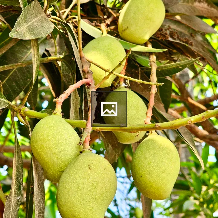 Mango close-up on branch