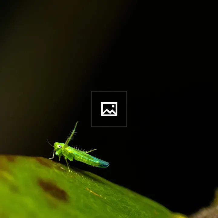 Smaller Green Leafhopper Close-Up
