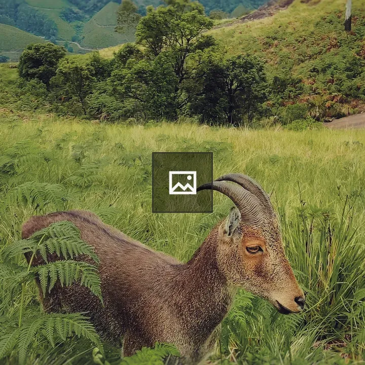Nilgiri tahr on a wild trek