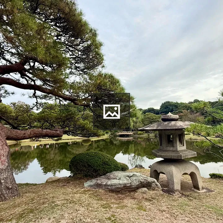 Pine Tree by Pond in Shinjuku Gyoen