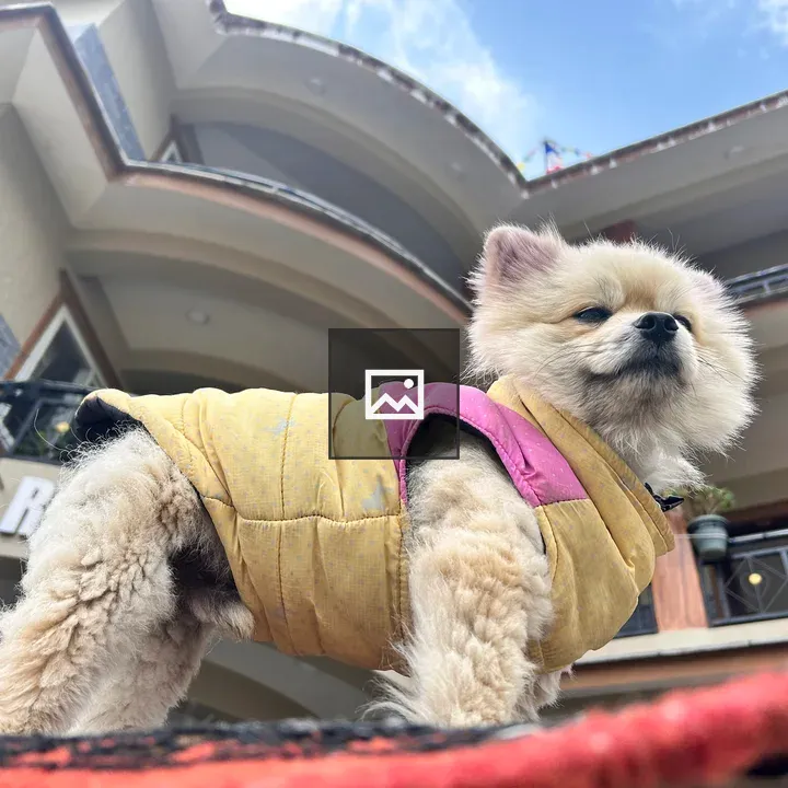 Dog in Winter Jacket