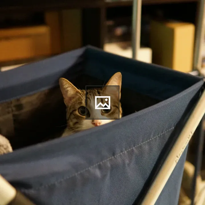 Gray and white cat in shopping basket
