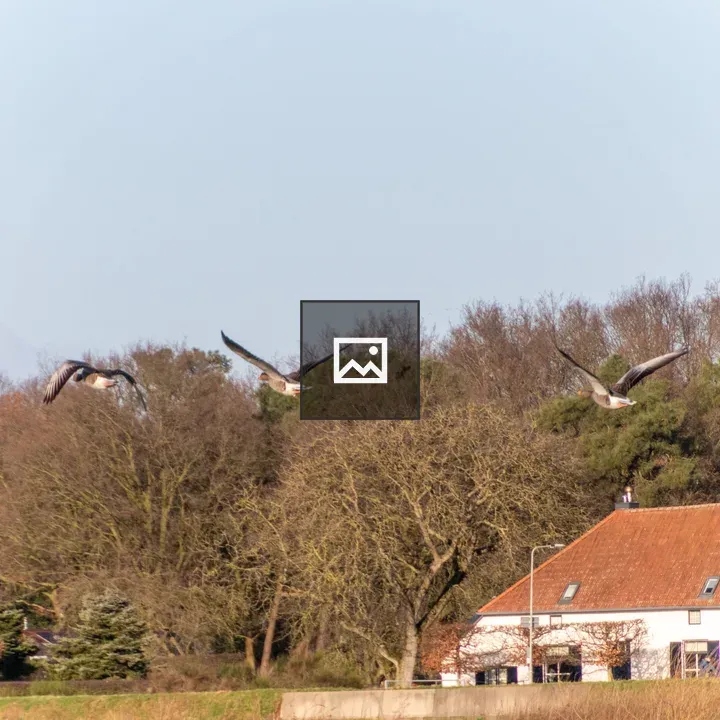 Greylag geese in flight