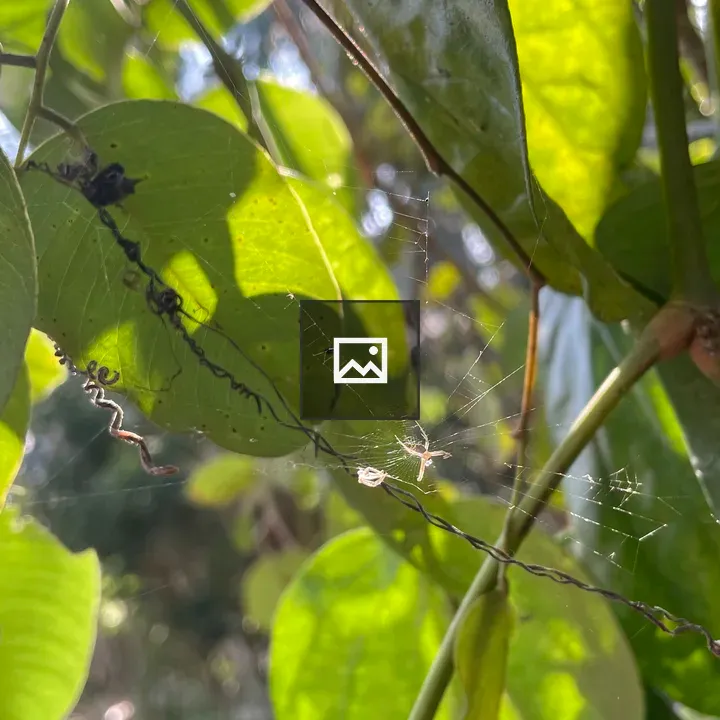 White spider between leaves