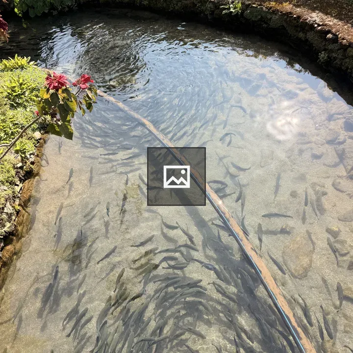 Fish in clear pond