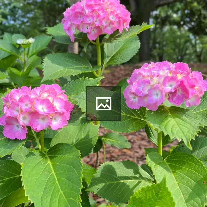 Pink hydrangea flowers
