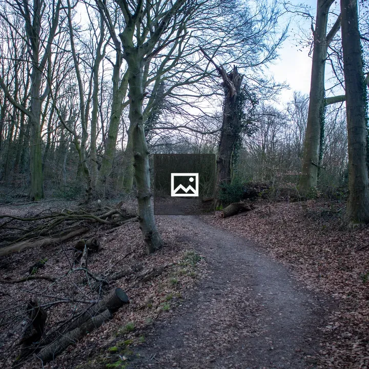 Winding Path Through Forest