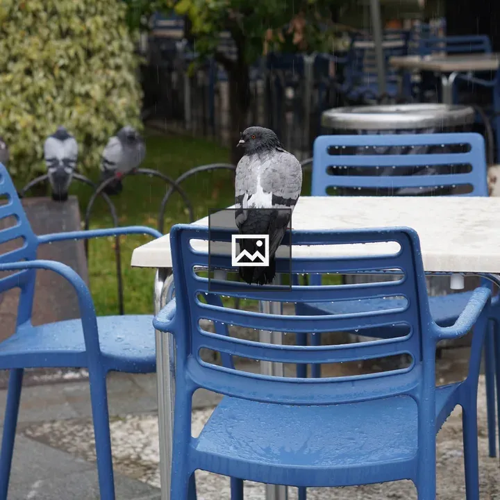 Pigeon on blue chair in rain