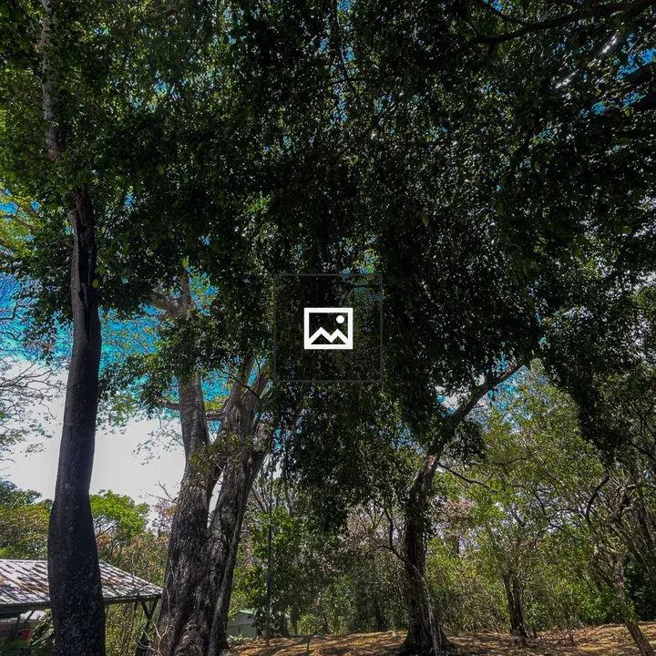 Towering tree in forest