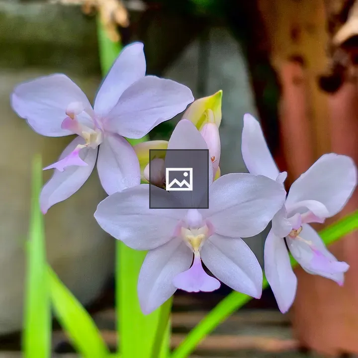 Spotted Spathoglottis Flower