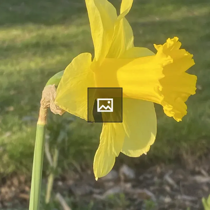 Daffodil