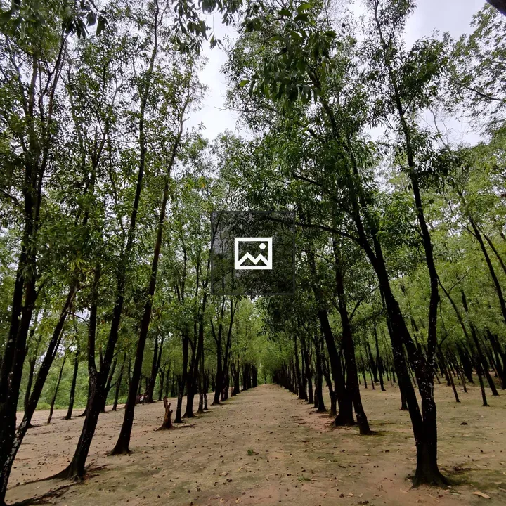 Tree-lined forest trail