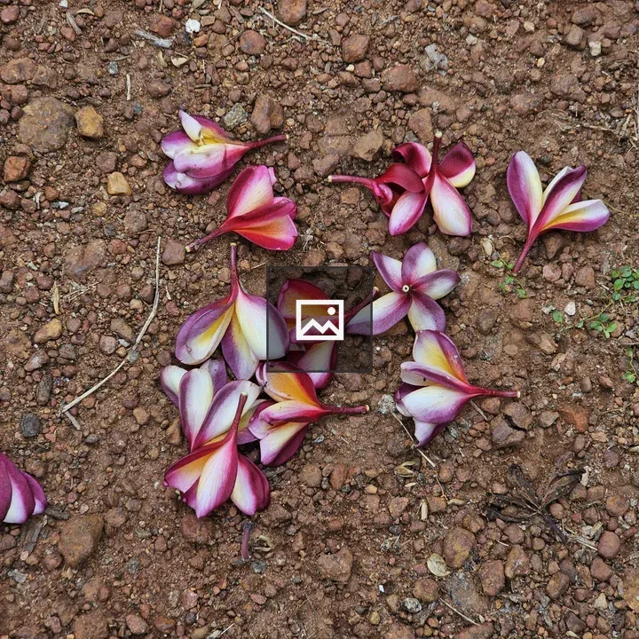Fallen plumeria flowers on ground