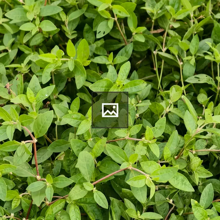 Dense green leaf texture