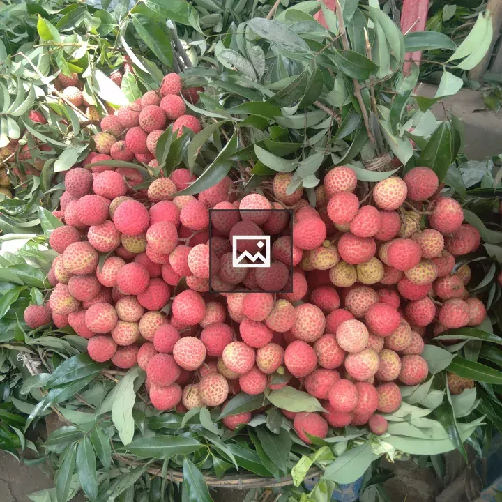 Lychee Fruits