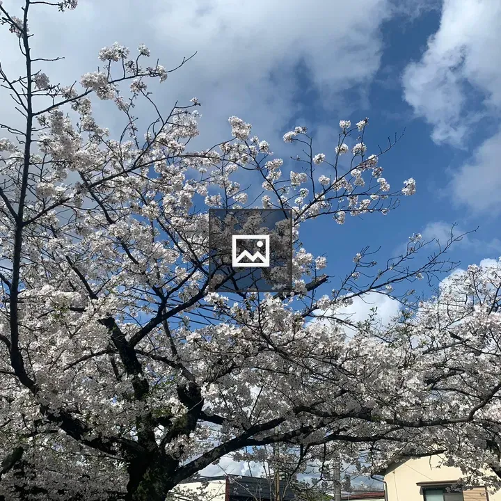 Cherry blossoms at Inohana Park