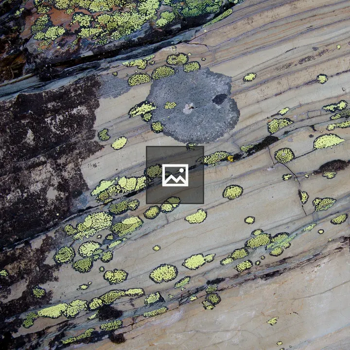 Lichen on a Rock