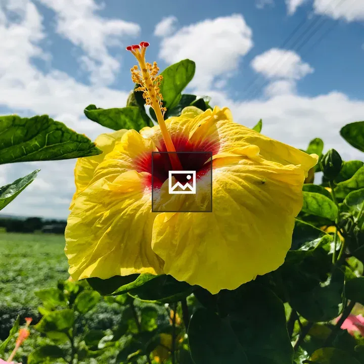 Yellow Hibiscus