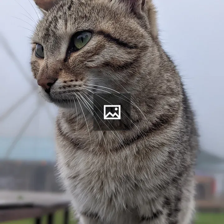 Cat at Austrian Base Camp