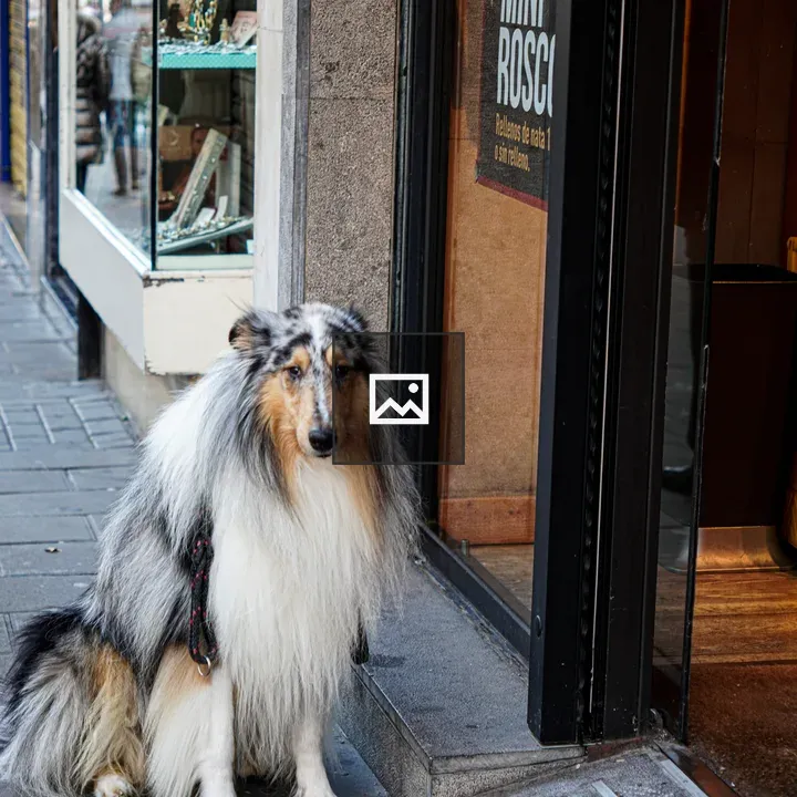 Elderly collie on sidewalk