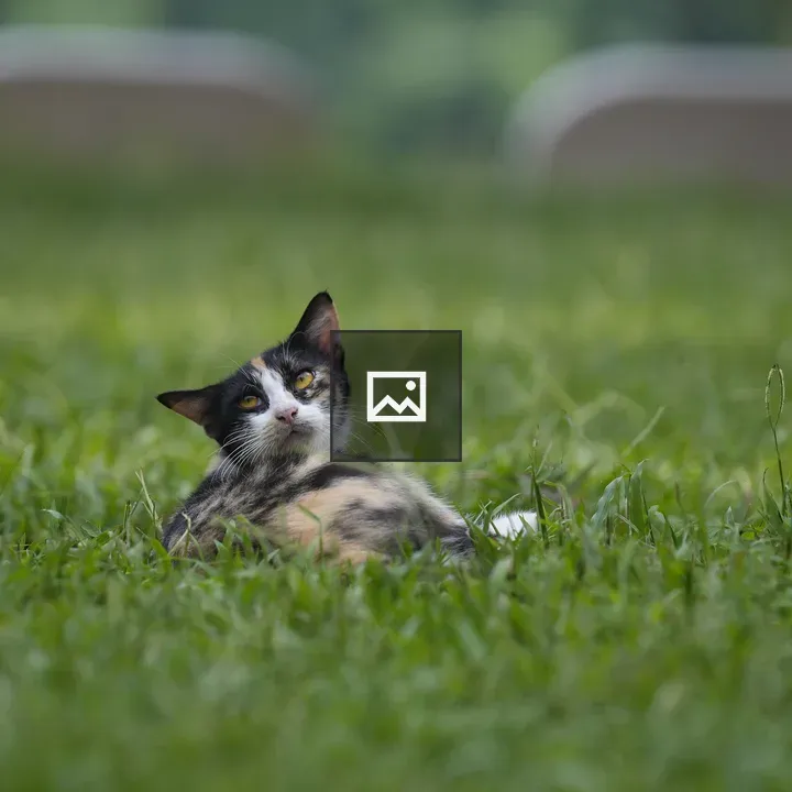 Curious Cat Resting