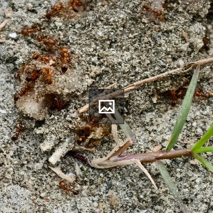 Ants on Sandy Ground
