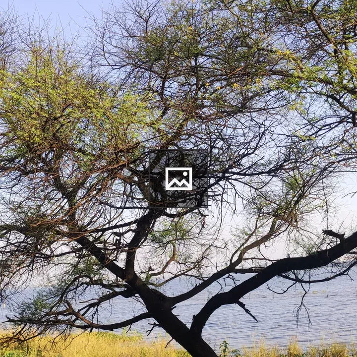 Green Tree and Blue Sky