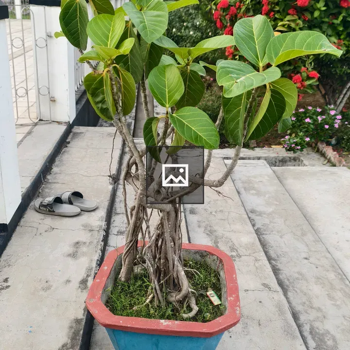 Potted bonsai-style plant on staircase