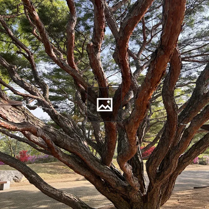 Close-up of gnarled tree branches