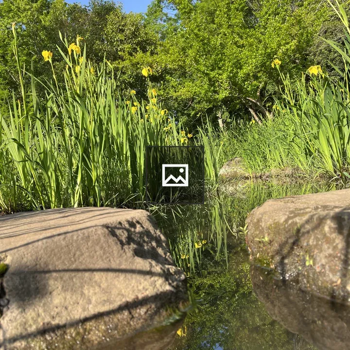 Pond Scene with Rocks and Grasses