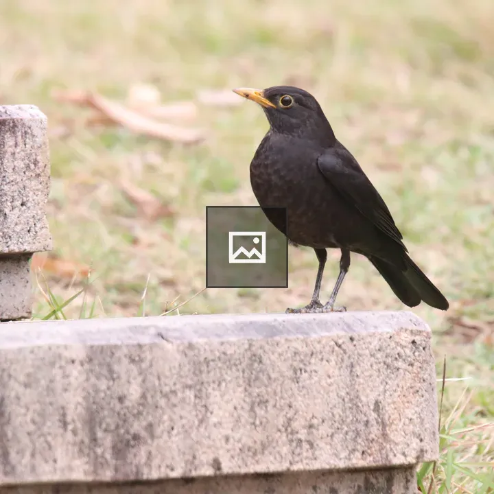 Chinese blackbird in park