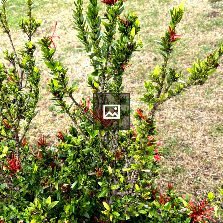 Green Bush with Red Flower Buds