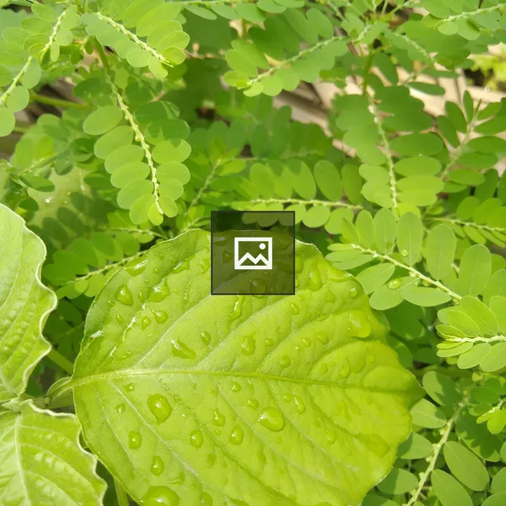 Rain drops on a leaf