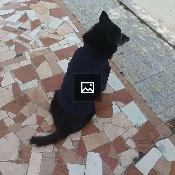 Black dog on tiled walkway