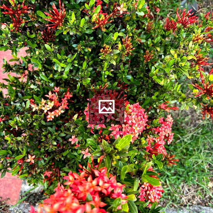 Red bougainvillea close-up