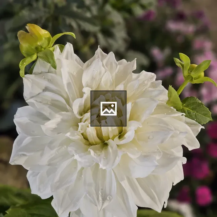 White Dahlia Snowbound in Bloom