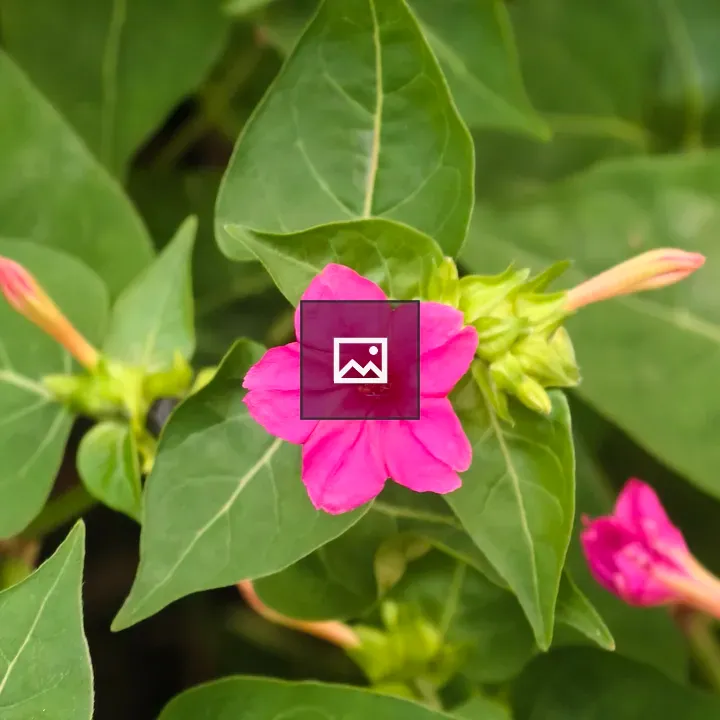 Pink flower with red center
